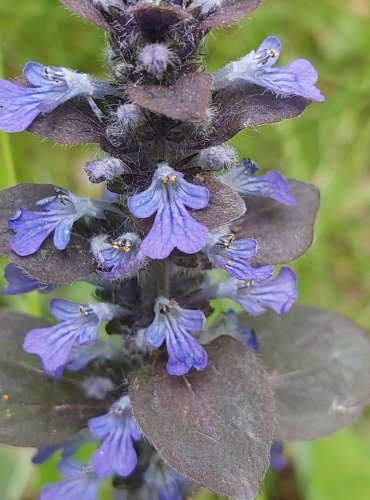 ZBĚHOVEC PLAZIVÝ (Ajuga reptans) FOTO: Marta Knauerová, 5/2023