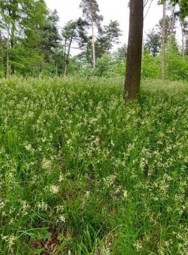 BIKA BĚLAVÁ (Luzula luzuloides) FOTO: Marta Knauerová, 5/2023