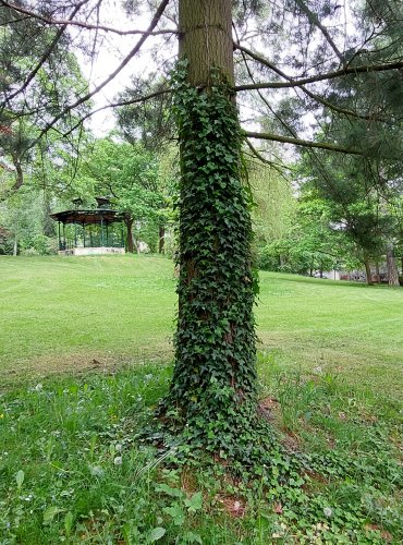 BŘEČŤAN POPÍNAVÝ (Hedera helix) FOTO: Marta Knauerová, 5/2023