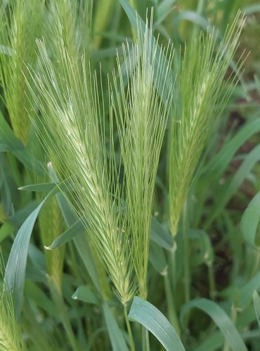 JEČMEN MYŠÍ (Hordeum murinum) FOTO: Marta Knauerová, 5/2023