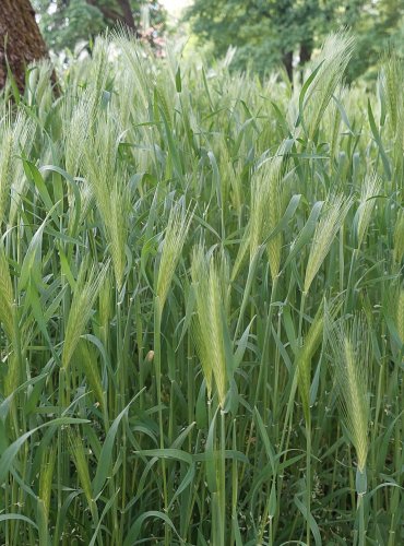 JEČMEN MYŠÍ (Hordeum murinum) FOTO: Marta Knauerová, 5/2023