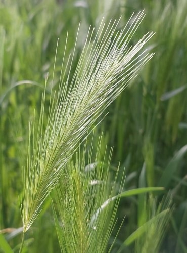 JEČMEN MYŠÍ (Hordeum murinum) FOTO: Marta Knauerová, 5/2023