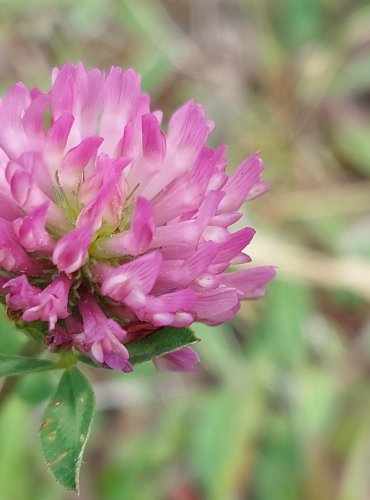 JETEL LUČNÍ (Trifolium pratense) FOTO: Marta Knauerová, 5/2023