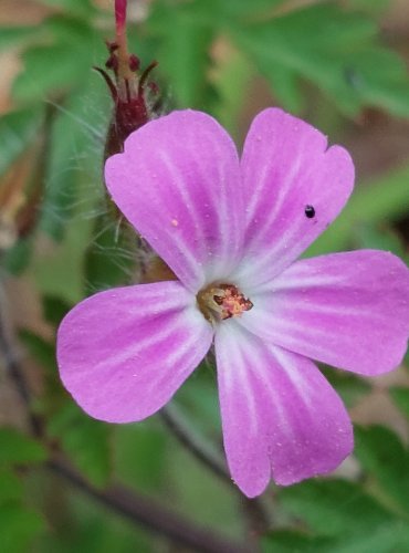 KAKOST SMRDUTÝ (Geranium robertianum) FOTO: Marta Knauerová, 5/2023