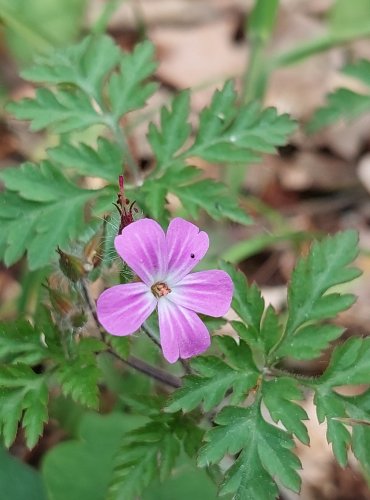 KAKOST SMRDUTÝ (Geranium robertianum) FOTO: Marta Knauerová, 5/2023