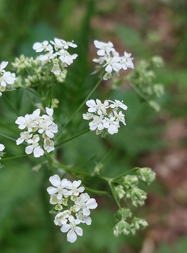 KERBLÍK LESNÍ (Anthriscus sylvestris) FOTO: Marta Knauerová, 5/2023