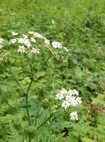 KERBLÍK LESNÍ (Anthriscus sylvestris) FOTO: Marta Knauerová, 5/2023