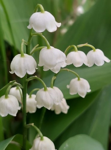 KONVALINKA VONNÁ (Convallaria majalis) FOTO: Marta Knauerová, 5/2023