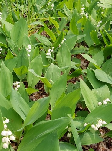 KONVALINKA VONNÁ (Convallaria majalis) FOTO: Marta Knauerová, 5/2023