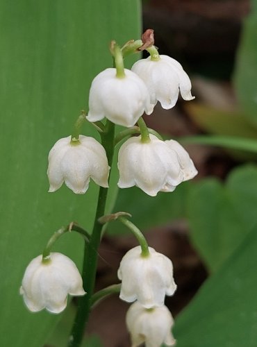 KONVALINKA VONNÁ (Convallaria majalis) FOTO: Marta Knauerová, 5/2023