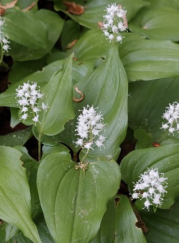 PSTROČEK DVOULISTÝ (Maianthemum bifolium) FOTO: Marta Knauerová, 5/2023