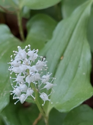 PSTROČEK DVOULISTÝ (Maianthemum bifolium) FOTO: Marta Knauerová, 5/2023