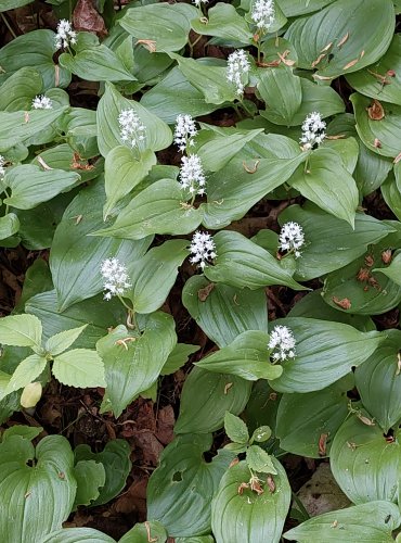 PSTROČEK DVOULISTÝ (Maianthemum bifolium) FOTO: Marta Knauerová, 5/2023