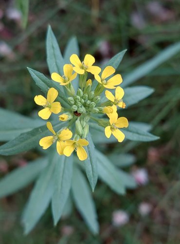 TRÝZEL MALOKVĚTÝ (Erysimum cheiranthoides) FOTO: Marta Knauerová, 5/2023