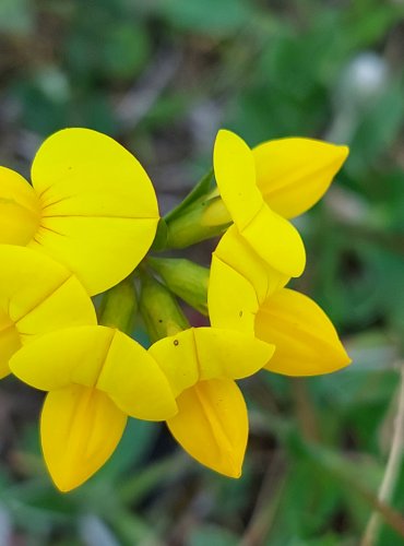 ŠTÍROVNÍK RŮŽKATÝ (Lotus corniculatus) FOTO: Marta Knauerová, 5/2023