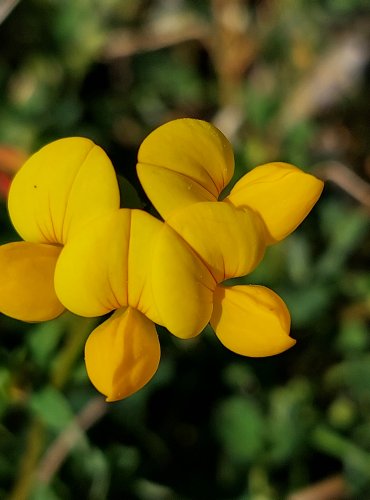 ŠTÍROVNÍK RŮŽKATÝ (Lotus corniculatus) FOTO: Marta Knauerová, 5/2023