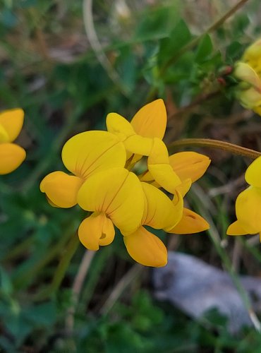 ŠTÍROVNÍK RŮŽKATÝ (Lotus corniculatus) FOTO: Marta Knauerová, 5/2023