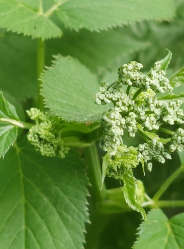 BRŠLICE KOZÍ NOHA (Aegopodium podagraria) FOTO: Marta Knauerová, 6/2023