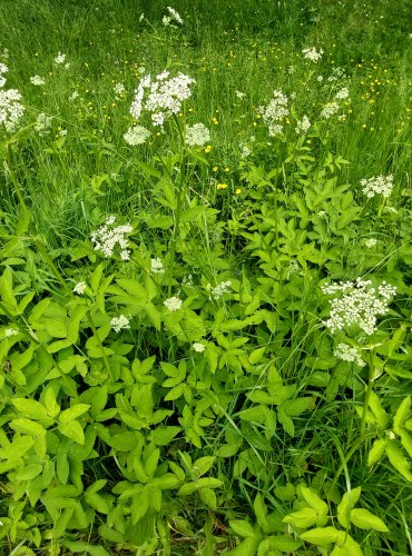 BRŠLICE KOZÍ NOHA (Aegopodium podagraria) FOTO: Marta Knauerová, 6/2023