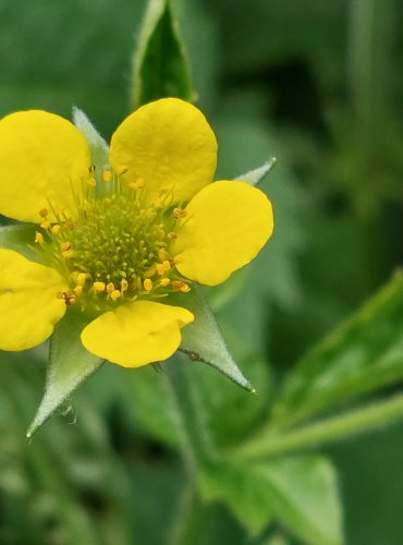 KUKLÍK MĚSTSKÝ (Geum urbanum) FOTO: Marta Knauerová, 6/2023