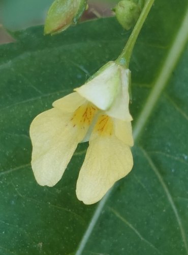 NETÝKAVKA MALOKVĚTÁ (Impatiens parviflora) FOTO: Marta Knauerová, 6/2023