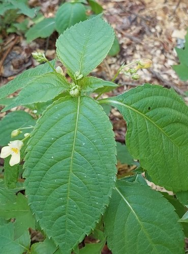 NETÝKAVKA MALOKVĚTÁ (Impatiens parviflora) FOTO: Marta Knauerová, 6/2023