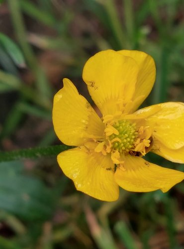 PRYSKYŘNÍK PLAZIVÝ (Ranunculus repens) FOTO: Marta Knauerová, 6/2023