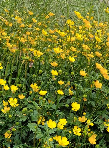 PRYSKYŘNÍK PLAZIVÝ (Ranunculus repens) FOTO: Marta Knauerová, 6/2023