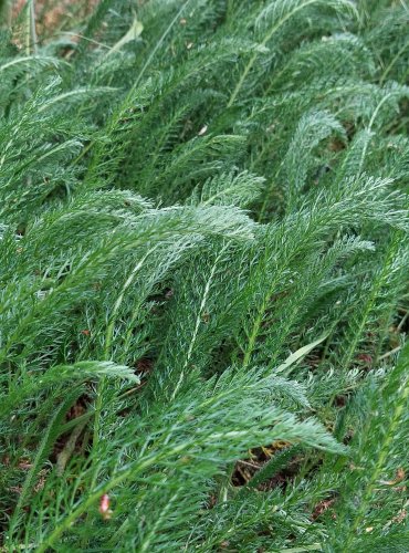 ŘEBŘÍČEK OBECNÝ (Achillea millefolium) FOTO: Marta Knauerová, 6/2023