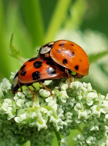 MĚSTSKÝ PARK a život v něm, SLUNÉČKO SEDMITEČNÉ (Coccinella septempunctata), FOTO: Marta Knauerová, 6/2023