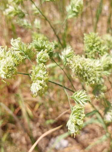 SRHA LALOČNATÁ (Dactylis glomerata) Foto: Marta Knauerová, 6/2023