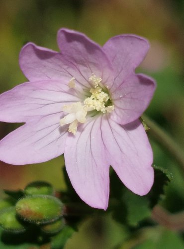 VRBOVKA HORSKÁ (Epilobium montanum) FOTO: Marta Knauerová, 6/2023