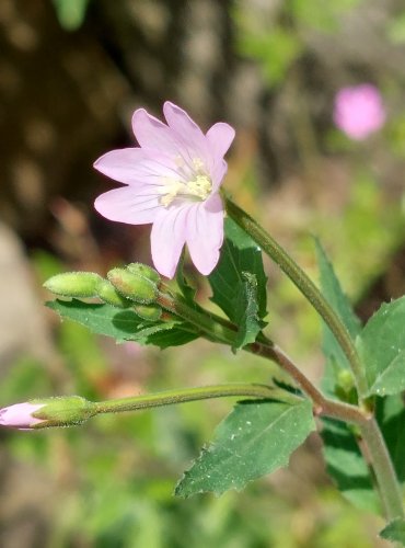 VRBOVKA HORSKÁ (Epilobium montanum) FOTO: Marta Knauerová, 6/2023