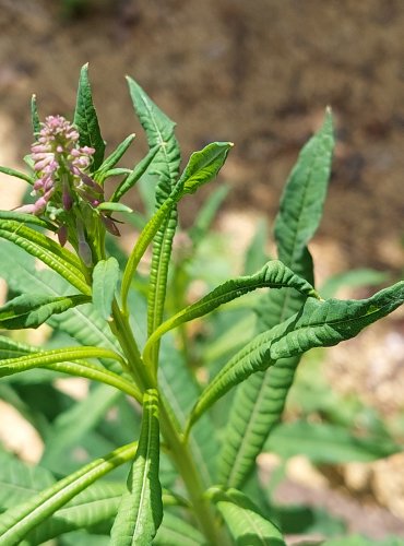 VRBOVKA ÚZKOLISTÁ (Epilobium angustifolium) FOTO: Marta Knauerová, 6/2023