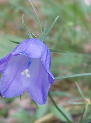 ZVONEK BROSKVOLISTÝ (Campanula persicifolia) FOTO: Marta Knauerová, 6/2023