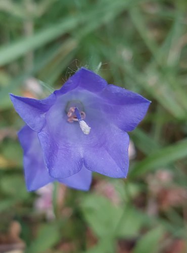 ZVONEK BROSKVOLISTÝ (Campanula persicifolia) FOTO: Marta Knauerová, 6/2023