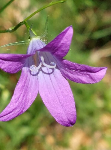 ZVONEK ROZKLADITÝ (Campanula patula) FOTO: Marta Knauerová, 6/2023