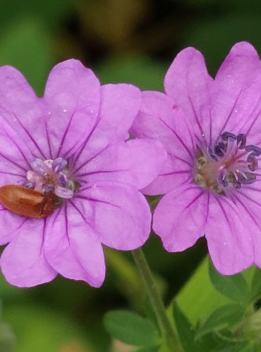 KAKOST PYRENEJSKÝ (Geranium pyrenacium) FOTO: Marta Knauerová, 6/2023