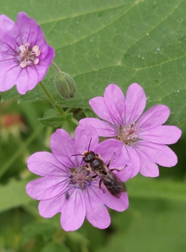 KAKOST PYRENEJSKÝ (Geranium pyrenacium) FOTO: Marta Knauerová, 6/2023