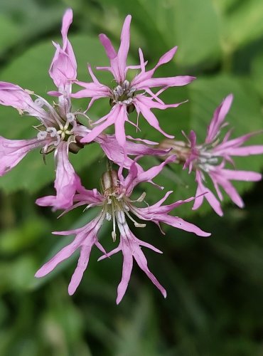 KOHOUTEK LUČNÍ (Silene flos-cuculi) FOTO: Marta Knauerová, 5/2023