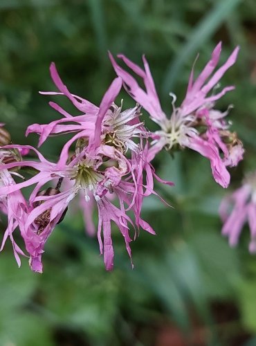 KOHOUTEK LUČNÍ (Silene flos-cuculi) FOTO: Marta Knauerová, 5/2023