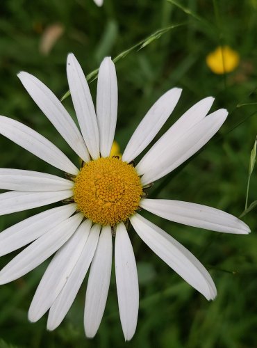 KOPRETINA BÍLÁ (Leucanthemum vulgare) FOTO: Marta Knauerová, 5/2023