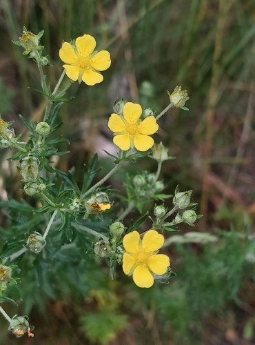 MOCHNA STŘÍBRNÁ (Potentilla argentea) FOTO: Marta Knauerová, 6/2023