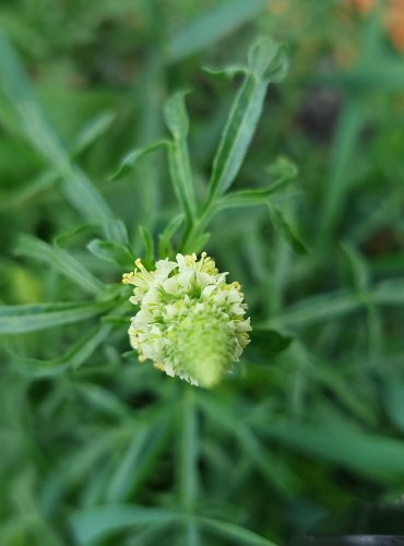 RÝT ŽLUTÝ (Reseda lutea) FOTO: Marta Knauerová, 6/2023