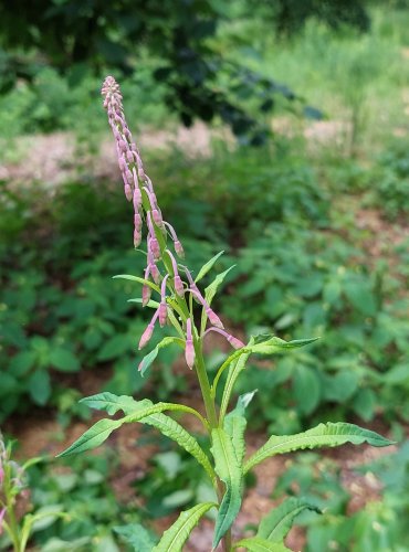 VRBOVKA ÚZKOLISTÁ (Epilobium angustifolium) FOTO: Marta Knauerová, 6/2023