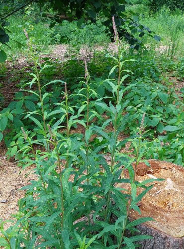 VRBOVKA ÚZKOLISTÁ (Epilobium angustifolium) FOTO: Marta Knauerová, 6/2023