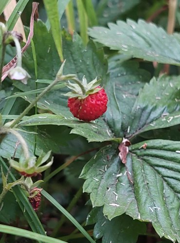 JAHODNÍK OBECNÝ (Fragaria vesca) FOTO: Marta Knauerová, 6/2023