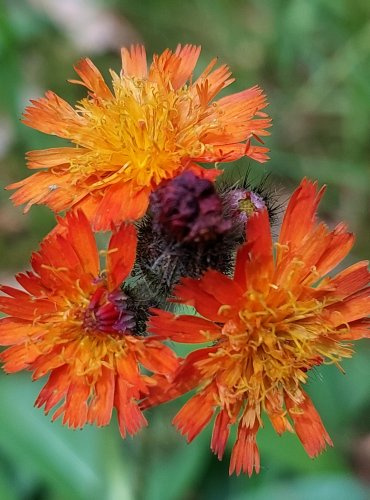 JESTŘÁBNÍK ORANŽOVÝ (Pilosella aurantiaca) FOTO: Marta Knauerová, 6/2023