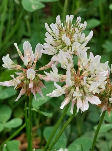 JETEL BÍLÝ PLAZIVÝ (Trifolium repens) FOTO: Marta Knauerová, 6/2023