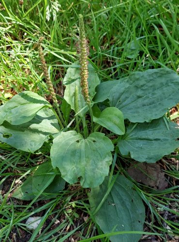 JITROCEL VĚTŠÍ (Plantago major) FOTO: Marta Knauerová, 6/2023